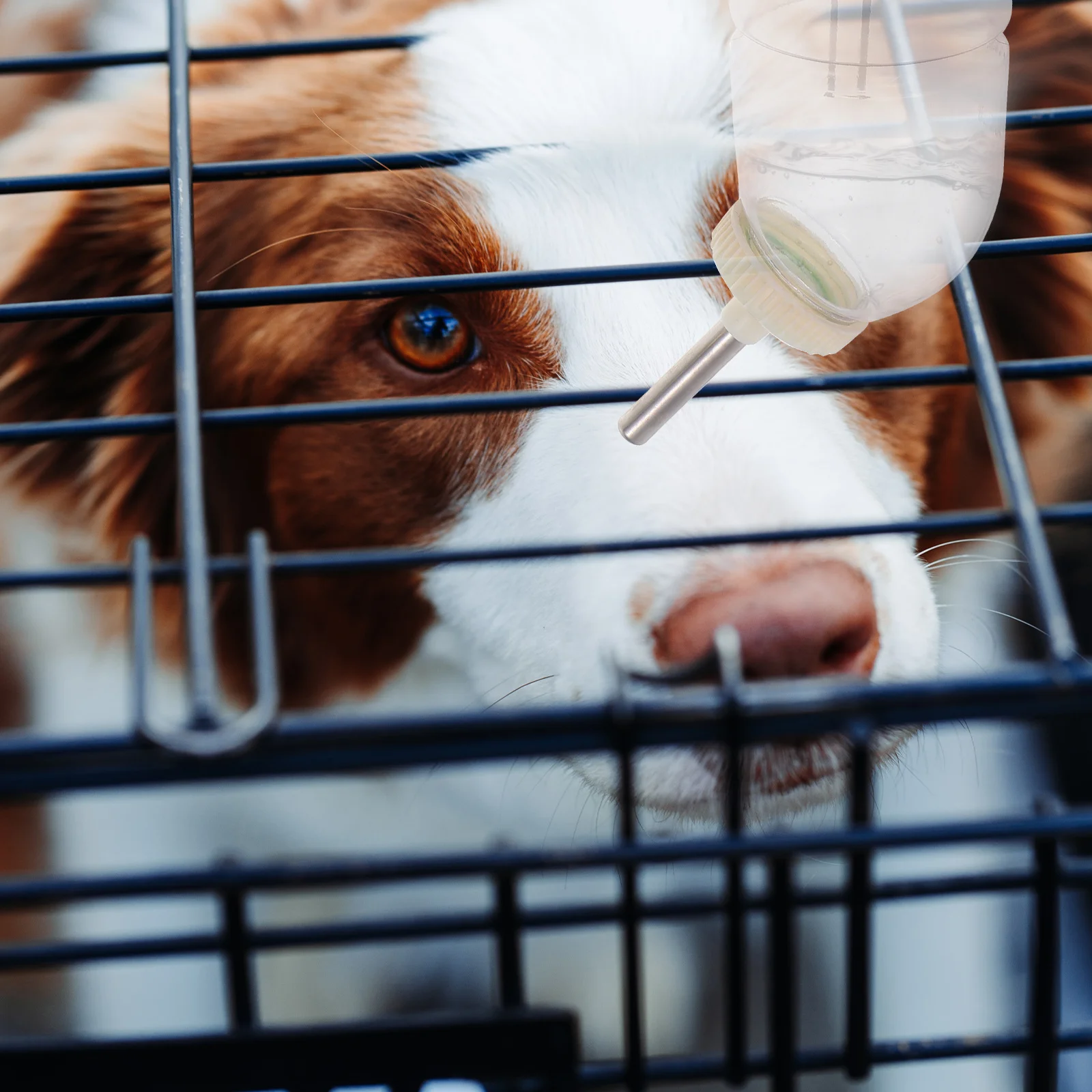 

2Pcs Pet Water Dispenser Durable Rabbit Chinchilla Drinker Compact Size Simple Structure Exquisite Detail Rabbit Water Dispenser