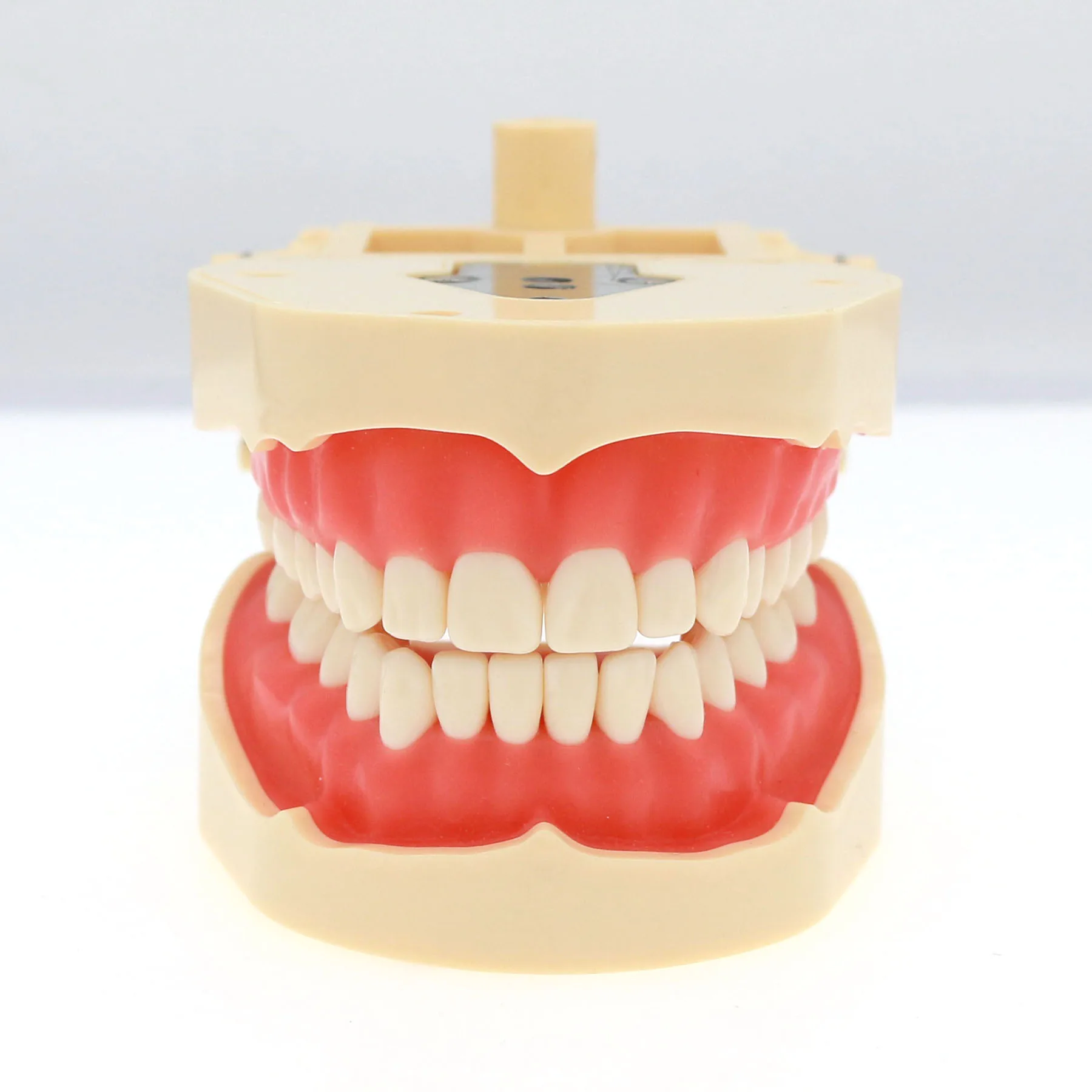 Frasaco ANA-4 Dental Typodont Teeth Model 28 sztuk ząb wkręcane wymiana odbudowy symulacja operacyjna M8013