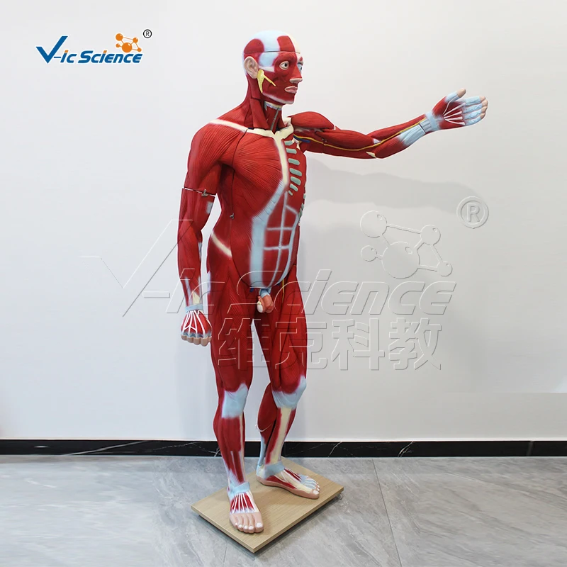 Male whole body muscle anatomical model 176cm (29 parts)