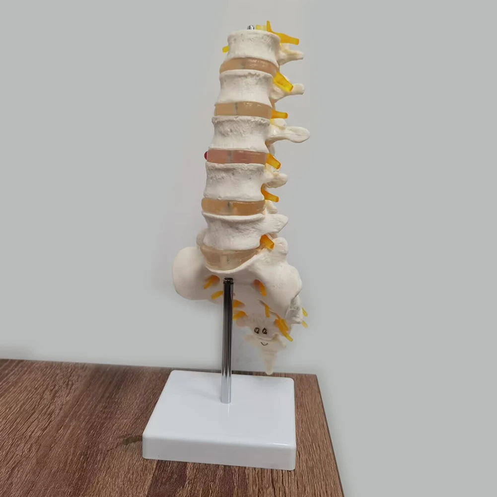 Teaching equipment model 5-segment lumbar spine with sacral accessory nerve Orthopedic teaching display teaching aids