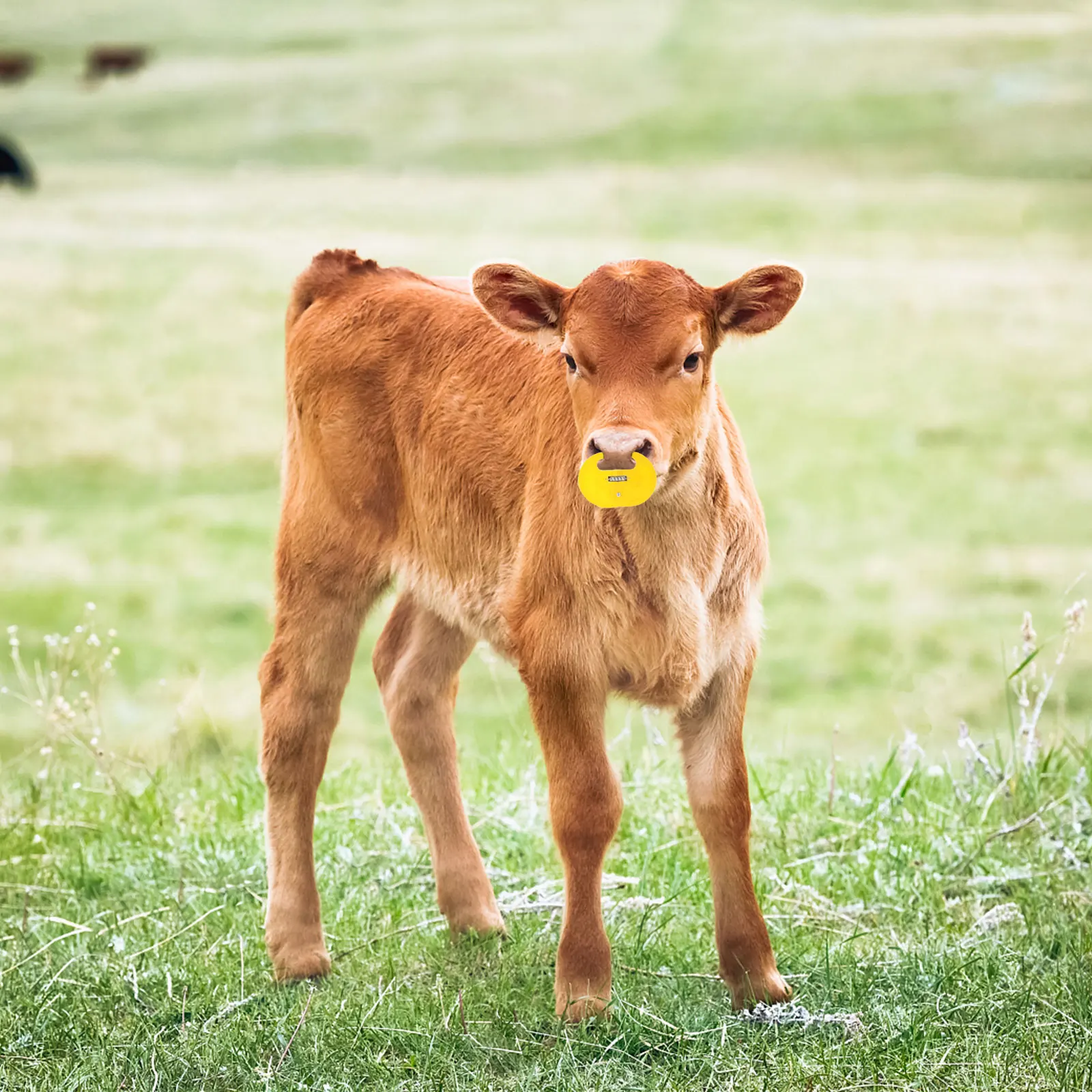 

10pcs Calf Weaner Plastic Durable Long Term Simple Structure Nose Clip Livestock Equipment Cow Weaning Tool Animal Ring