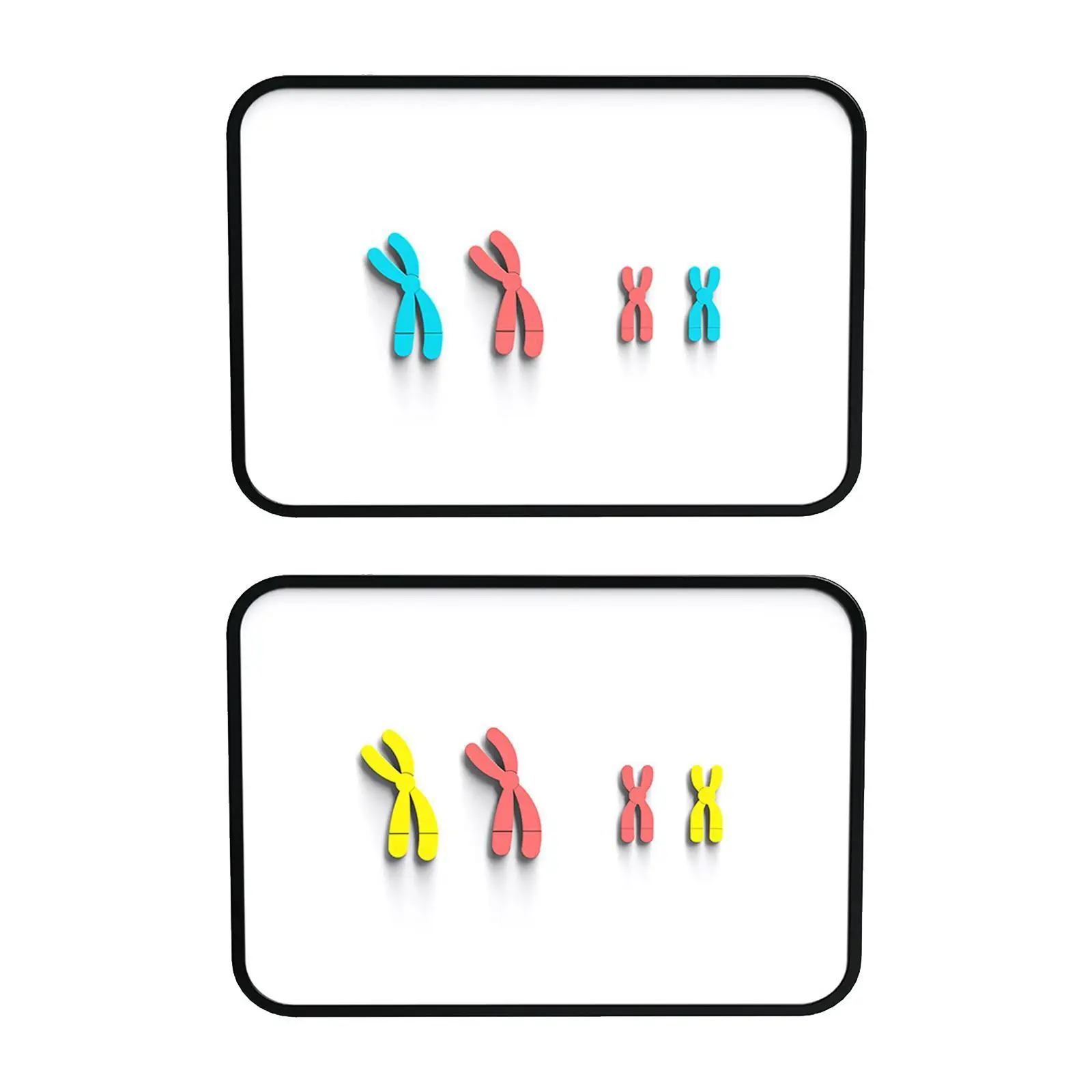 Chromosom-Änderungsmodell, magnetische Biologie, Wissenschaft, Biologie, Lehrmodell, Lehrexperiment, Lernwerkzeuge für die Mittelschule