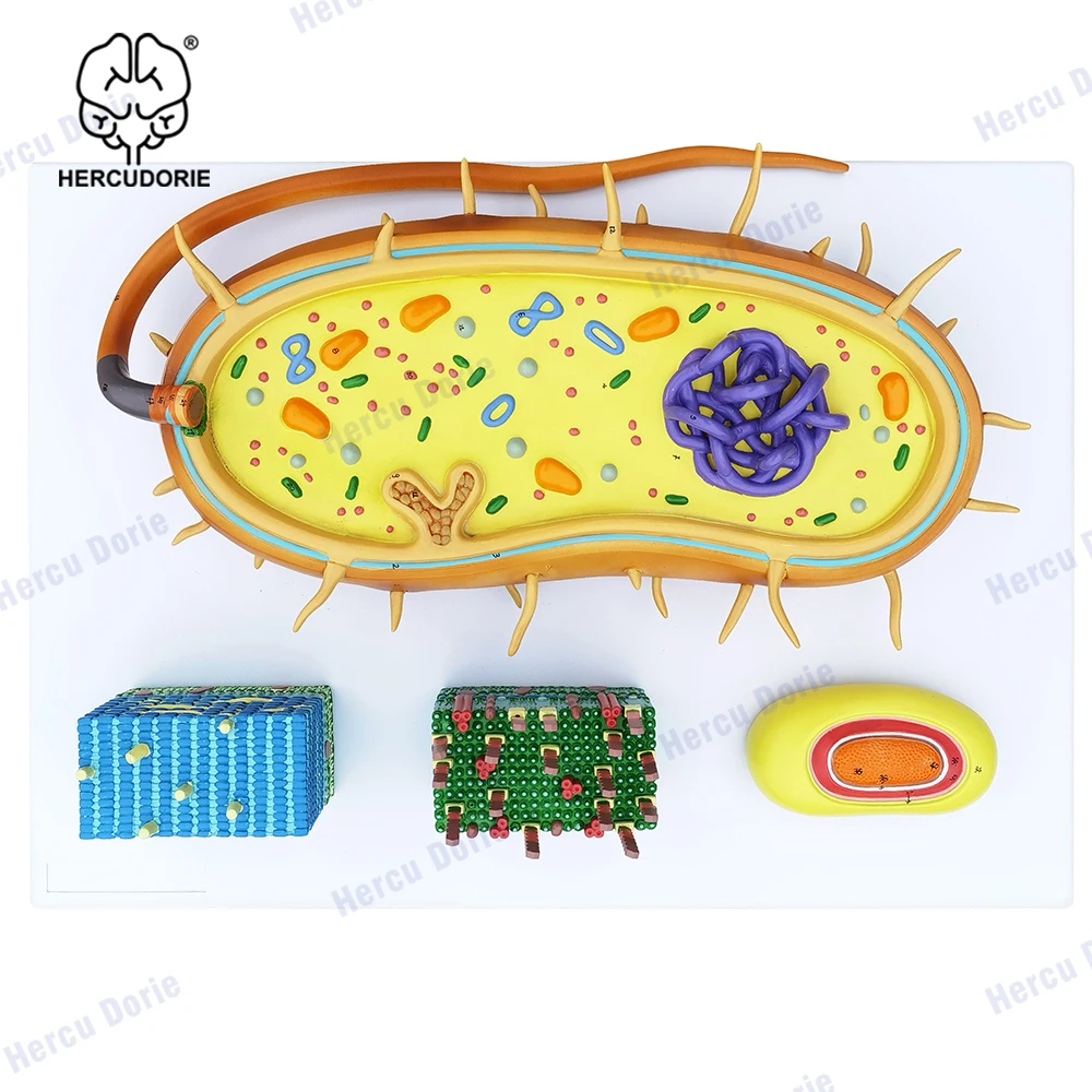 Microbial Bacterial Amplification Model, Trisection Virus Microstructure, Cell Sample, Chromosome DNA, Biomedical Model