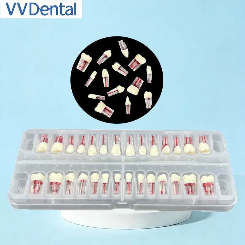 

28Pcs Dental Root Canal Teeth Model Endodontic Practice Tooth with Pulp Cavity for Dental Student Training