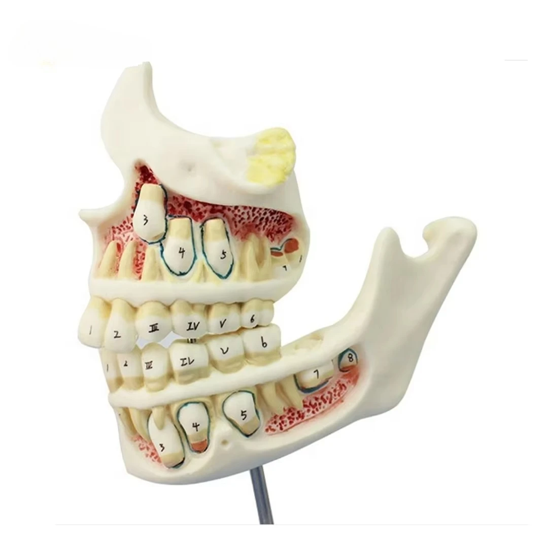 Anatomical models of human teeth and jaws for dentals teaching and medical research