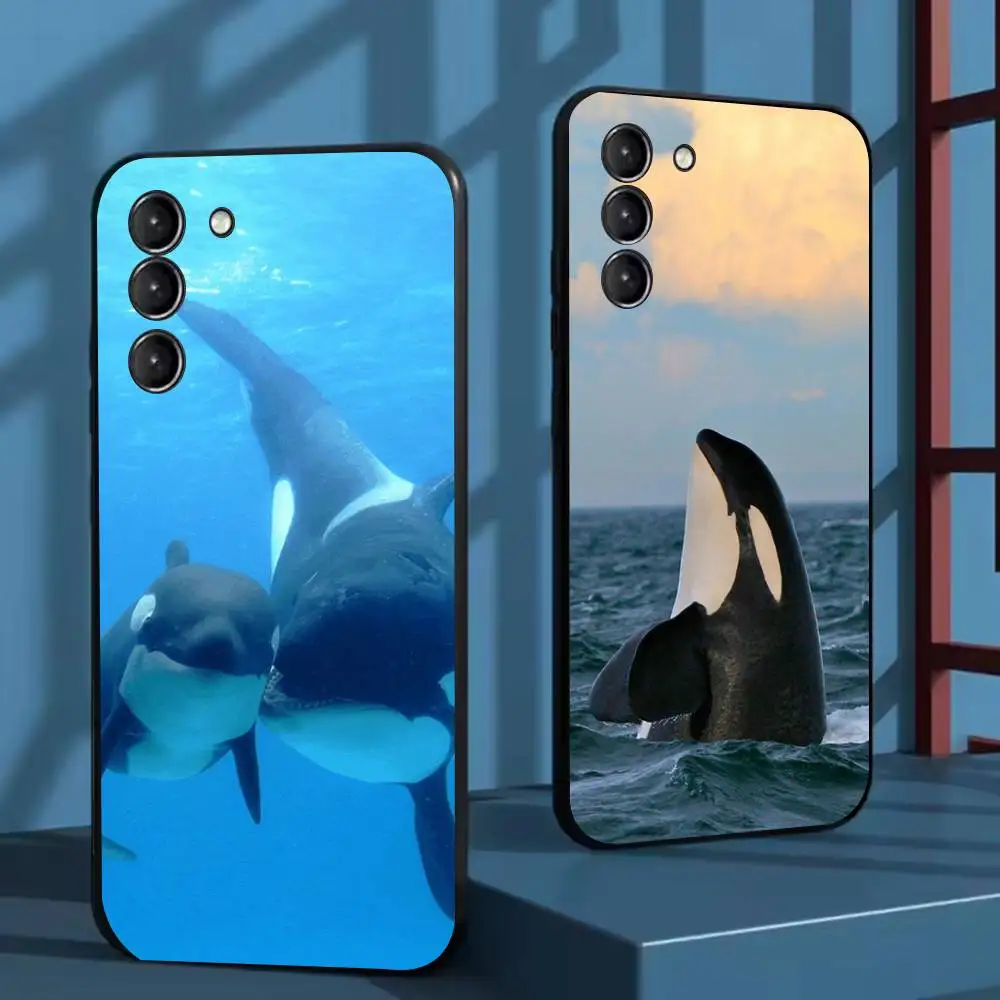 Killer Whale Orca P… - image