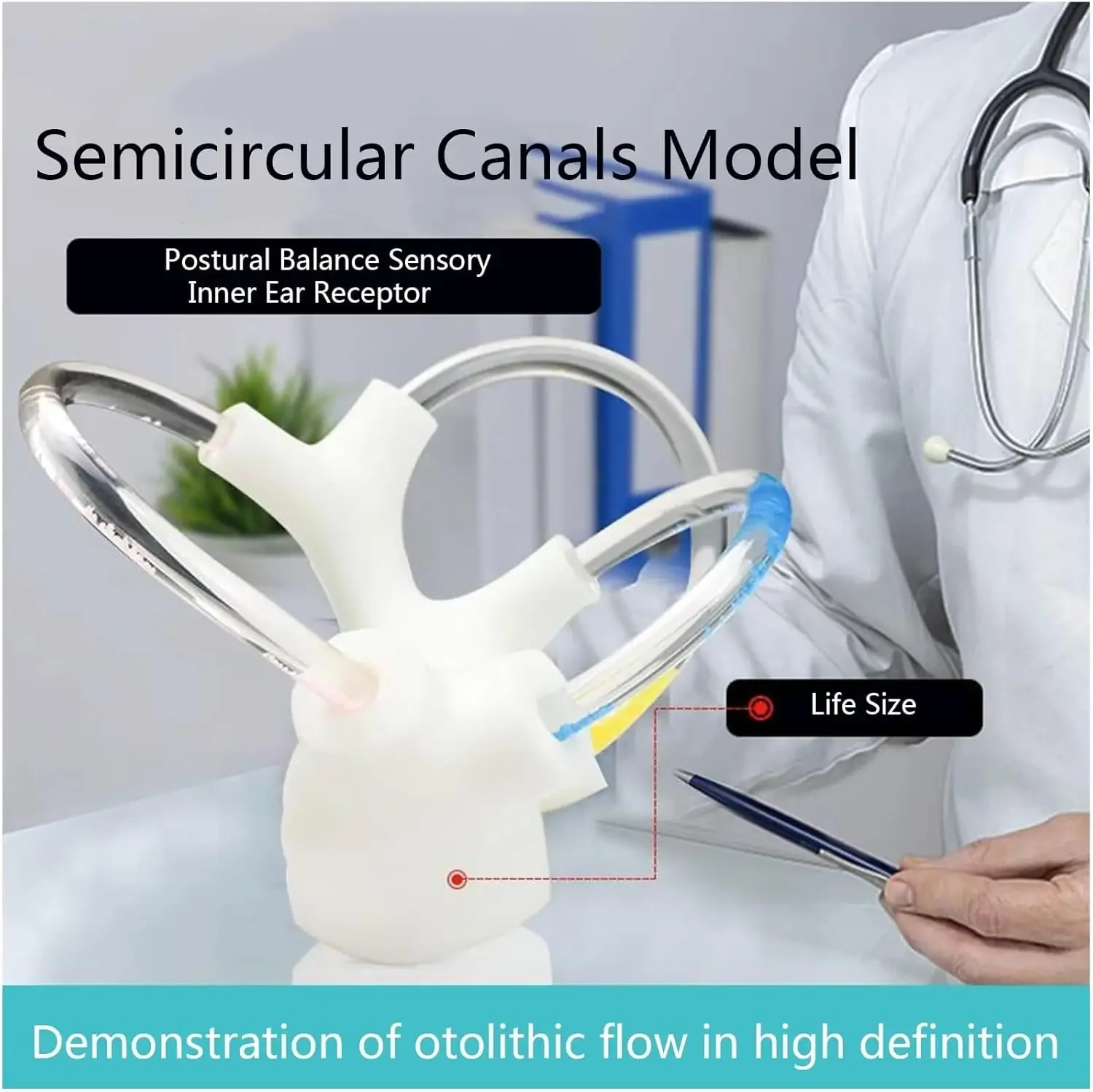 Human Inner Ear Model - Semicircular Canals Cochlea Otolith Organs - Vestibular Training Tool for Rehabilitation & Otolithiasis
