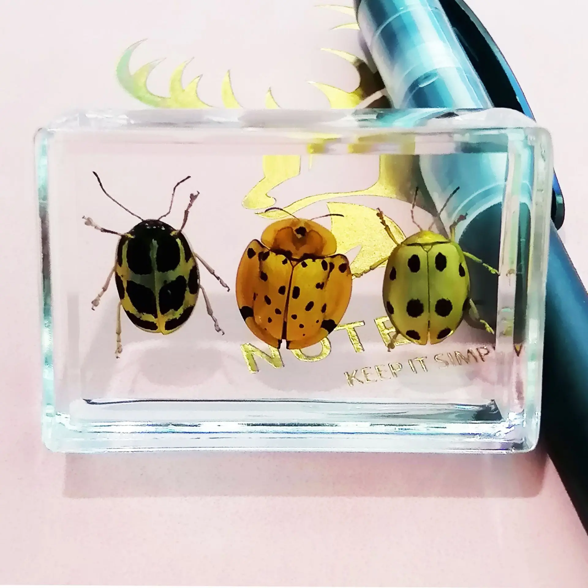 stag beetle,Bombardier beetle,Ladybird , Purple stem borer,Sesamia inferens,Insect Specimen Artwork: Unique Ornaments