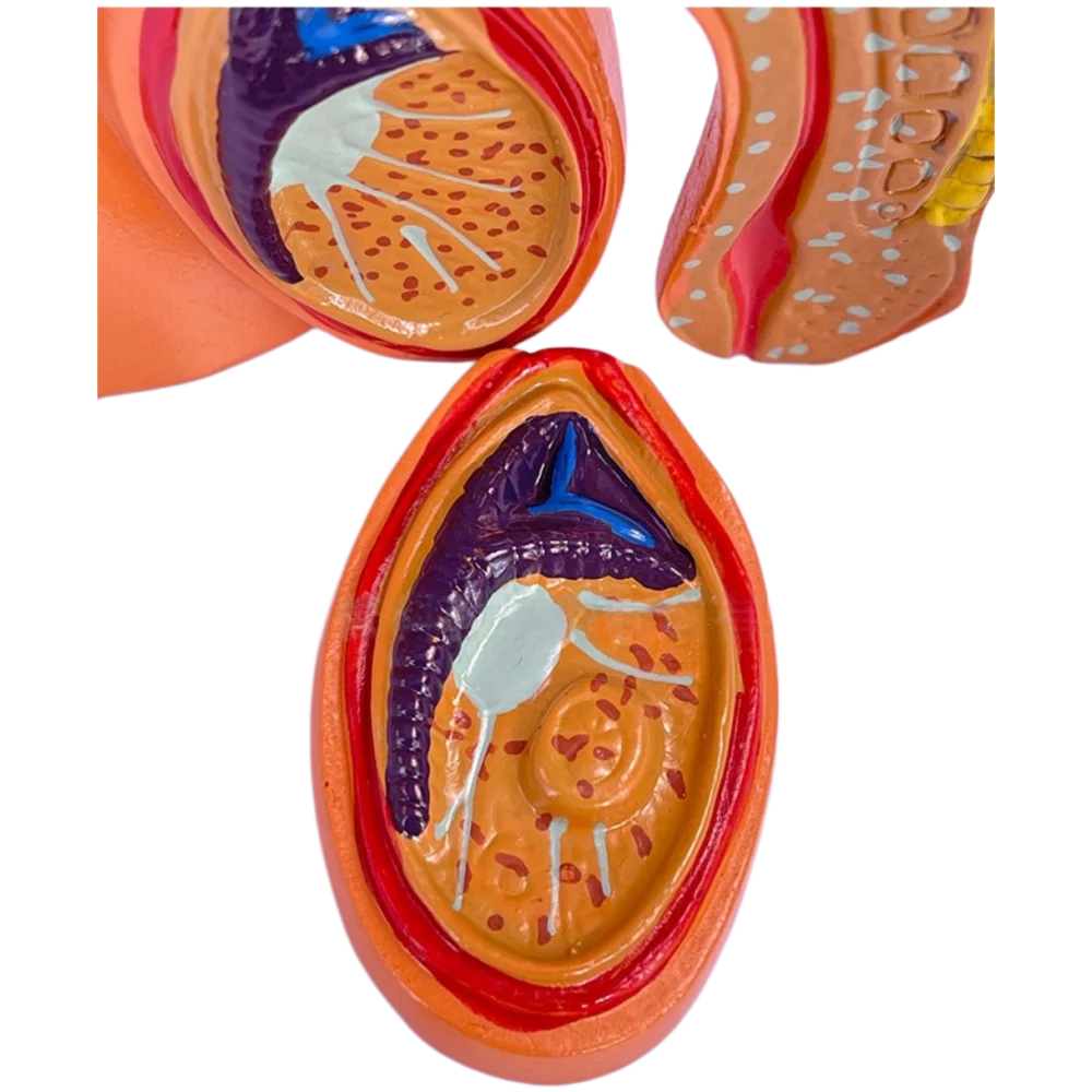 Medical Mini Male Pelvis Sagittal Anatomy Model, Male Genitourinary & Family Planning Demonstration
