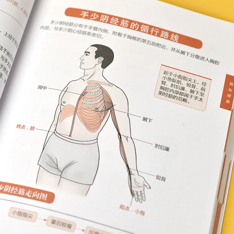 Illustrated Twelve Meridians Tendon Regulation Atlas Series Recipes, Acupuncture and Moxibustion Massage Health Book