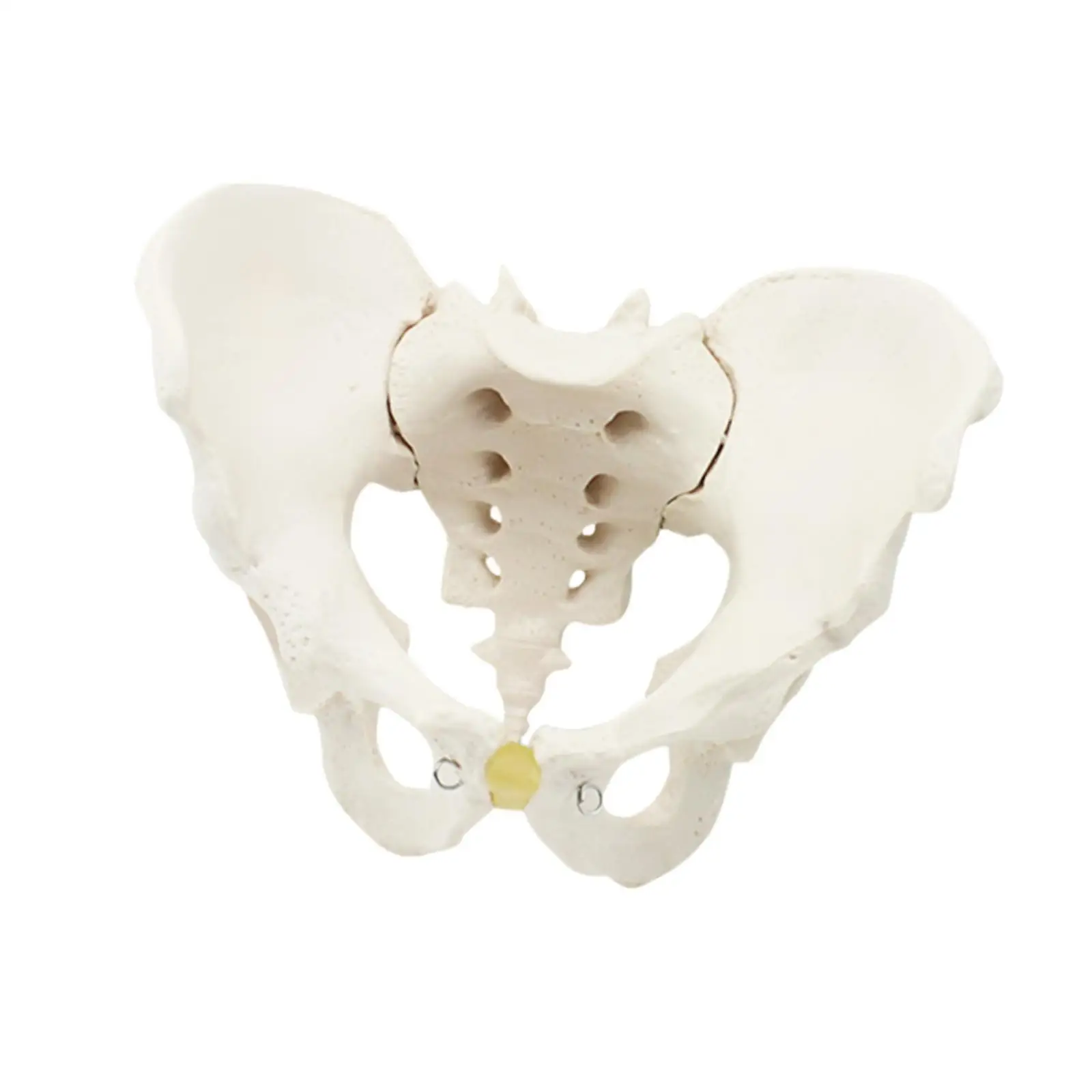 Male Pelvis Model Life Size Human Skeleton Teaching Equipment Hip Model