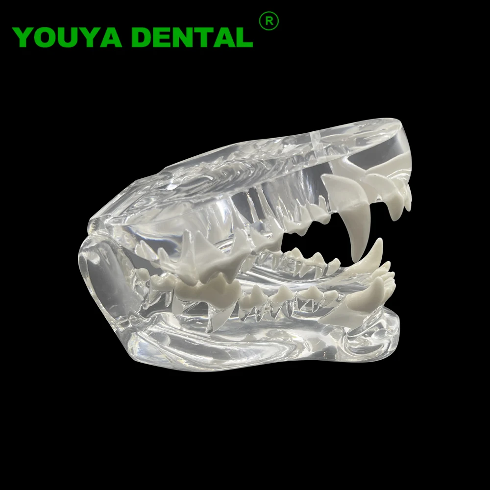 Dog Teeth Model Clear Dental Pathology Medical Dog Teeth Jaw Oral Tooth Model Anatomical Canine Demonstration Model Dentistry