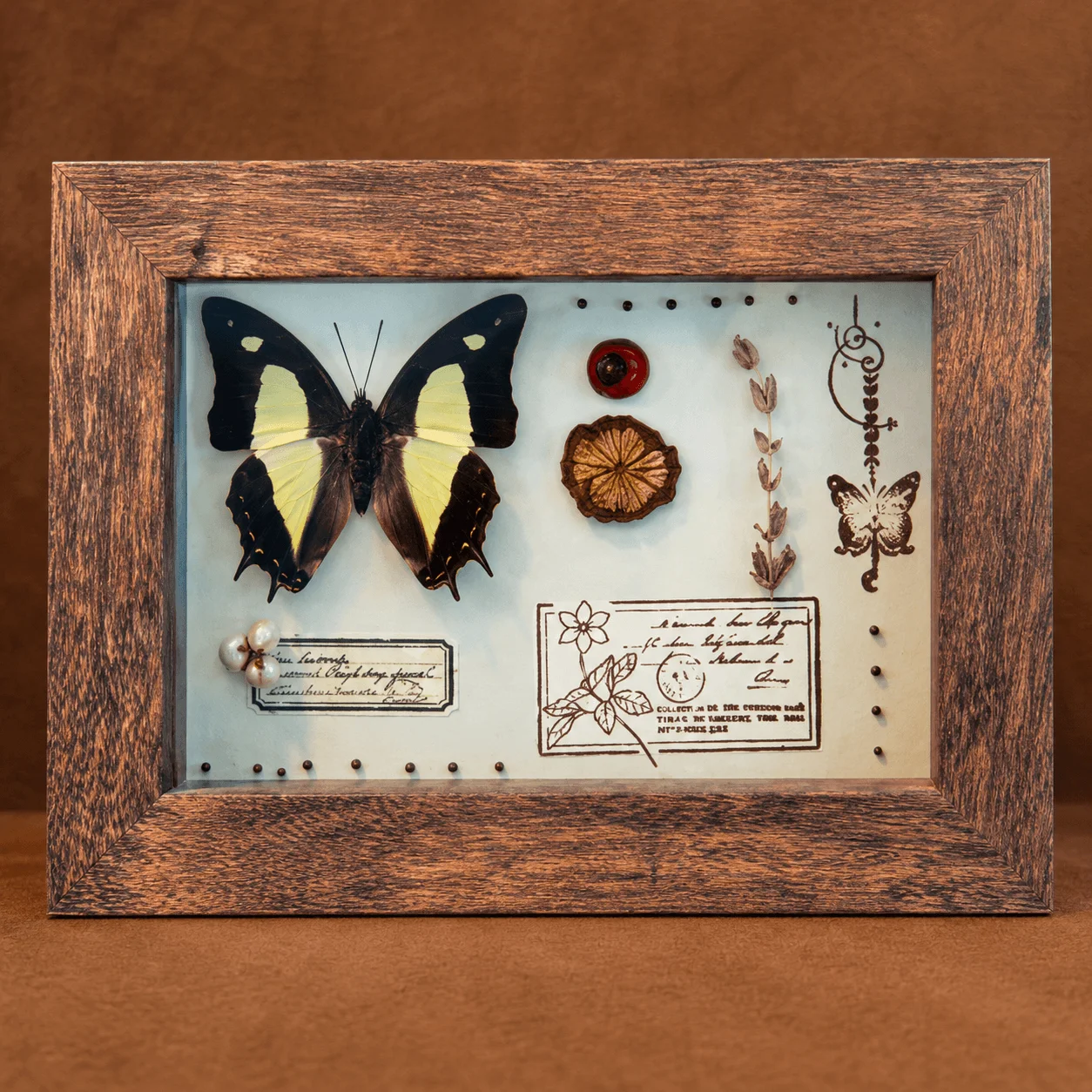 Handmade Wooden Butterfly Frame, Rustic Cottagecore Wall Decor, Nature Keepsake Gift for Butterfly Collectors