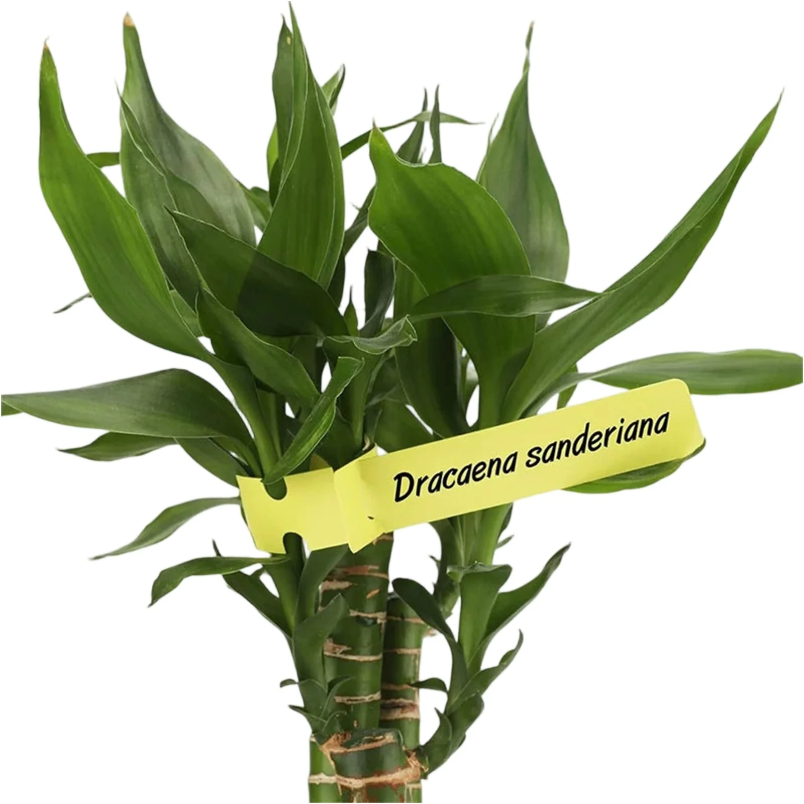 

Plastic Plant Label Wraparound Tape Horticultural Tree Marking Tool Flowerpot Plant Activity Markers Garden Plant Identification