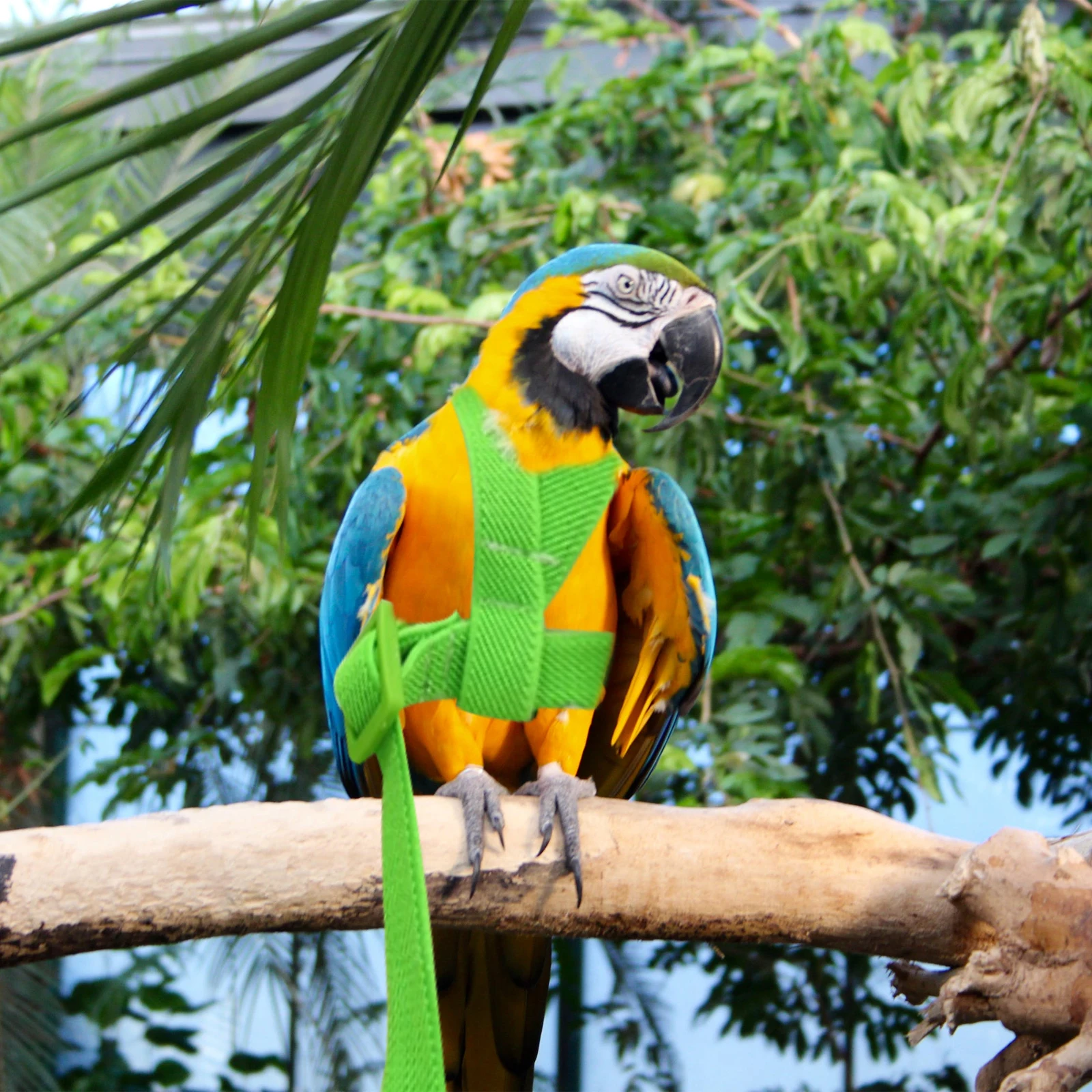 

Adjustable Bird Harness Leash Outdoor Flying Training Rope Parrot Harness Pet Walking Leash Bird Traction Rope