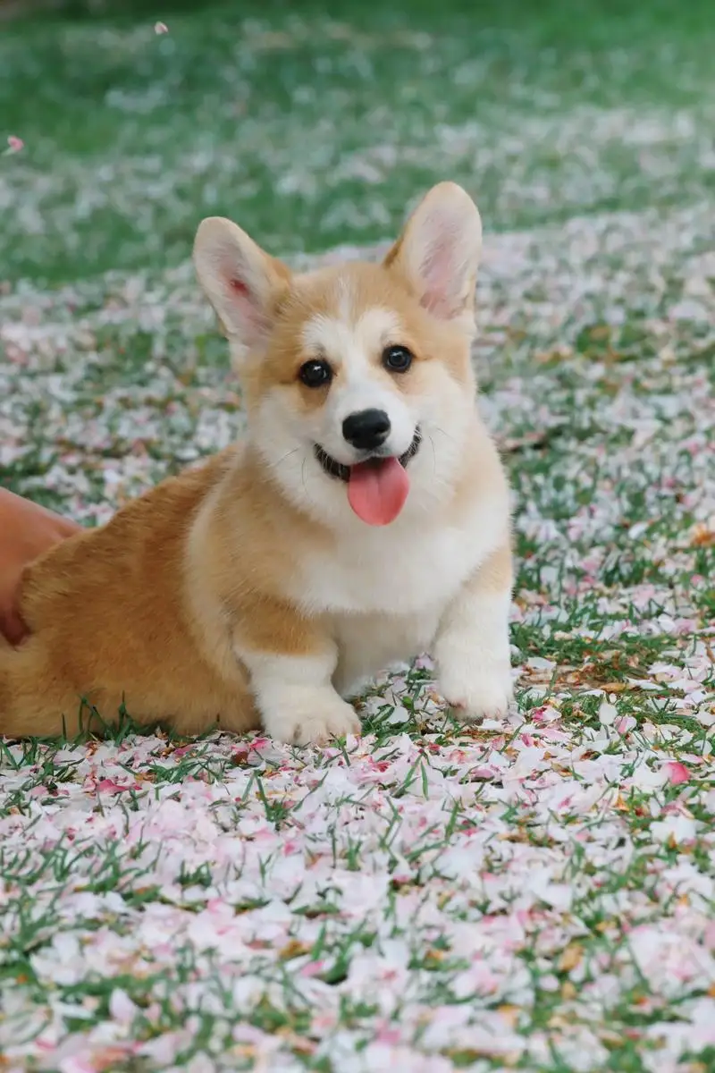 

For Ferrari Roma -Outdoor Protection Full Car Covers Snow Cover Sunshade Waterproof Dustproof Exterior Car Accessor