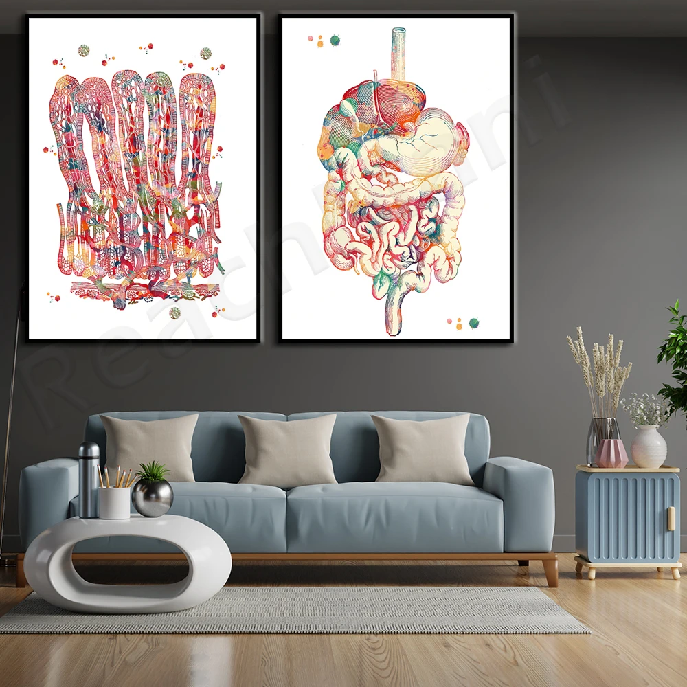 ملصق تشريح الجهاز الهضمي البشري، لوحة ألوان مائية للأمعاء، تشريح زهرة الأمعاء #4