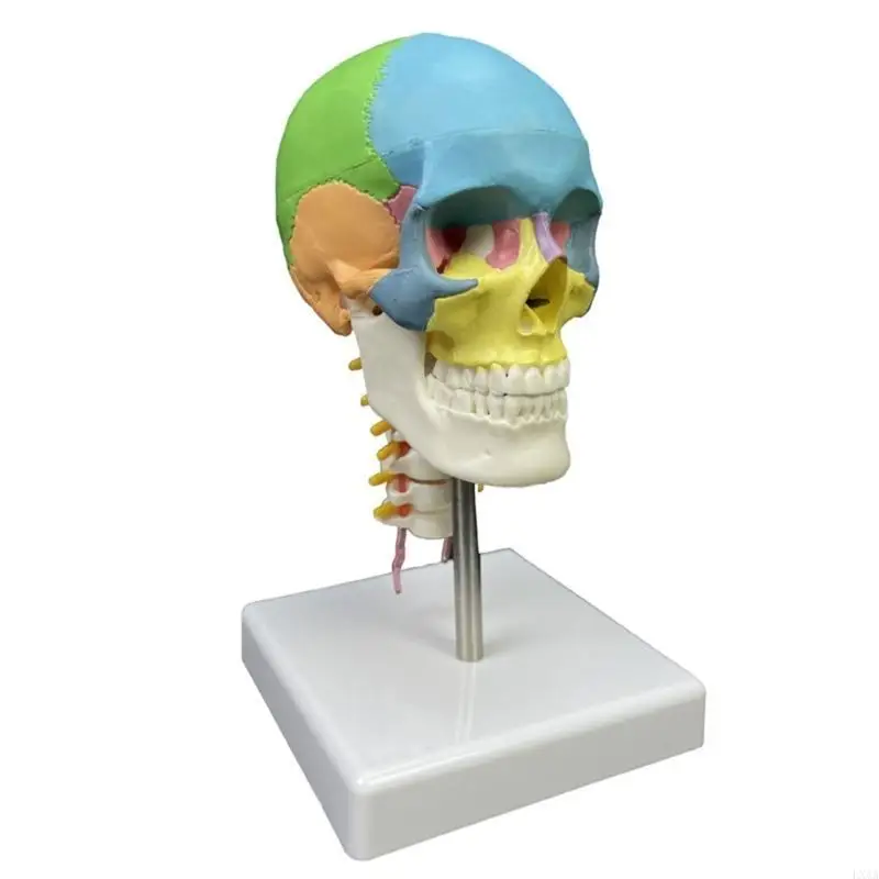 LXAA Anatomisch model menselijke schedel Onderwijsmodel Hoofd Gekleurd anatomisch schedelmodel