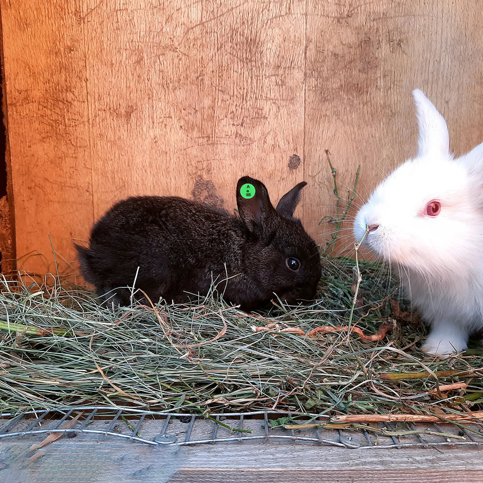 

100Pcs Numbered Rabbit Ear Tags Strong Drop Resistant Design for Easy Animal on Farms Pets and Small Livestock