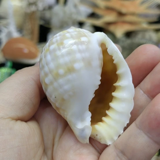 Shell, Conch, Snail, Fish Tank, Hermit Crab Replacement Shell, Rolled Shellfish Breeding Shell, Aquarium Decoration