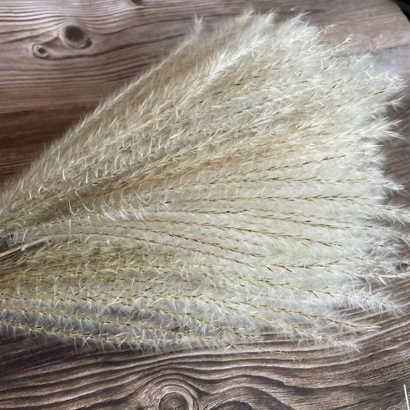 Flower Ear 20~30CM/20PCS,Length 40~43CM Real Dried Natural Little Whisk Bouquet,Dry Pampas Grass,Reed Flower,Home Decor,Wedding