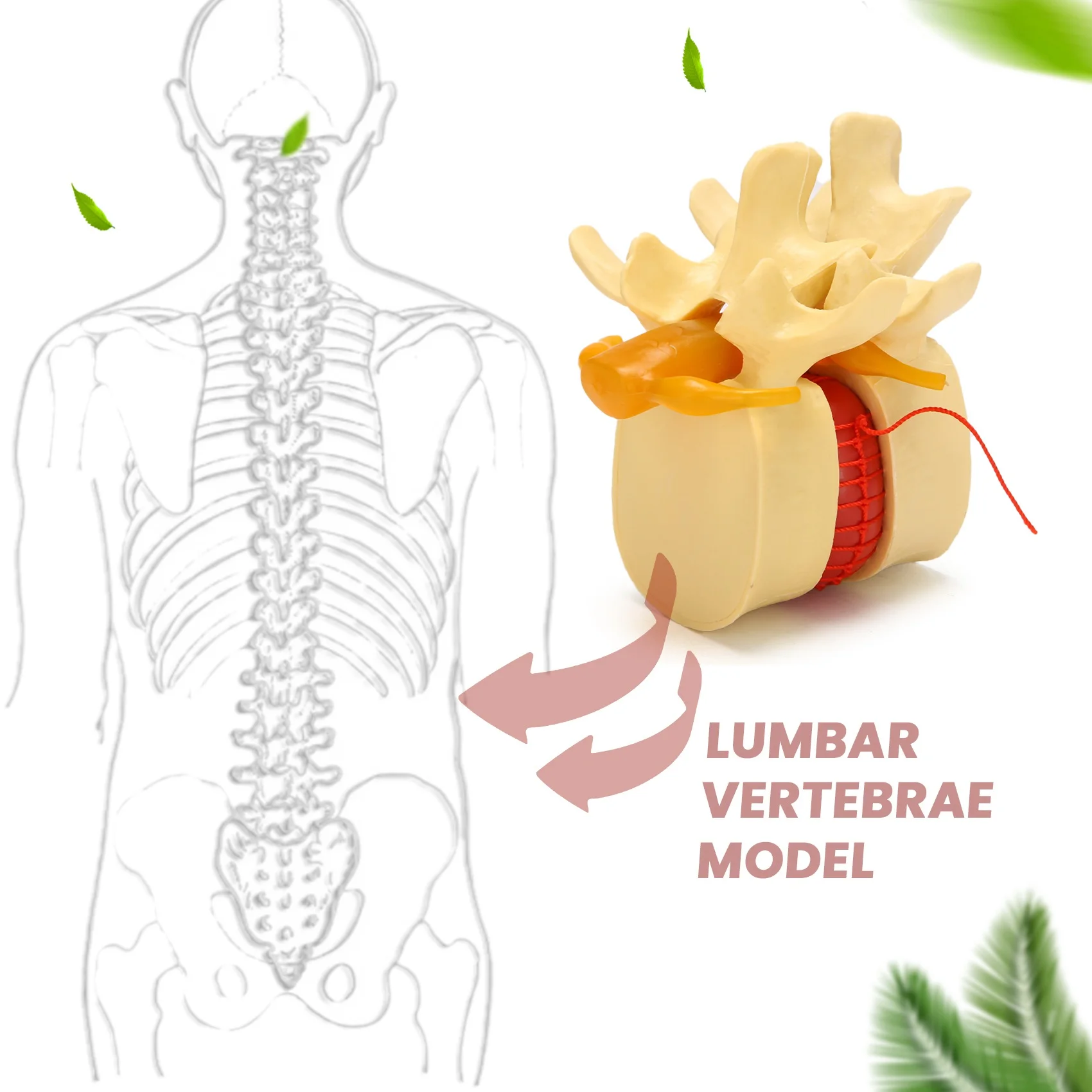 Lumbar Vertebrae Model Anatomical Spine Lumbar Disc Herniation Anatomy Teaching Tool Lumbar Vertebrae Model