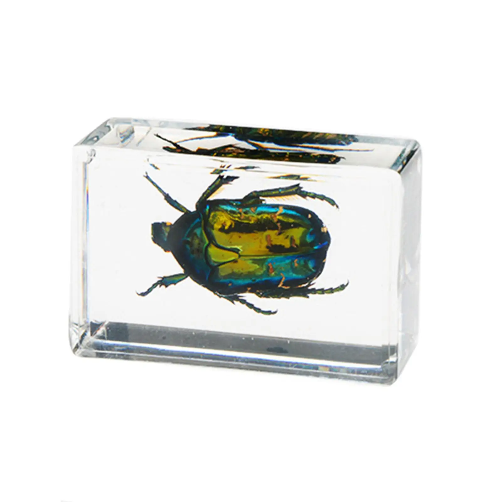 12x-real-animal-in-resin-observation-ability-decorations-educational-toy-for-school-education-kids-enthusiasts-school-biologists