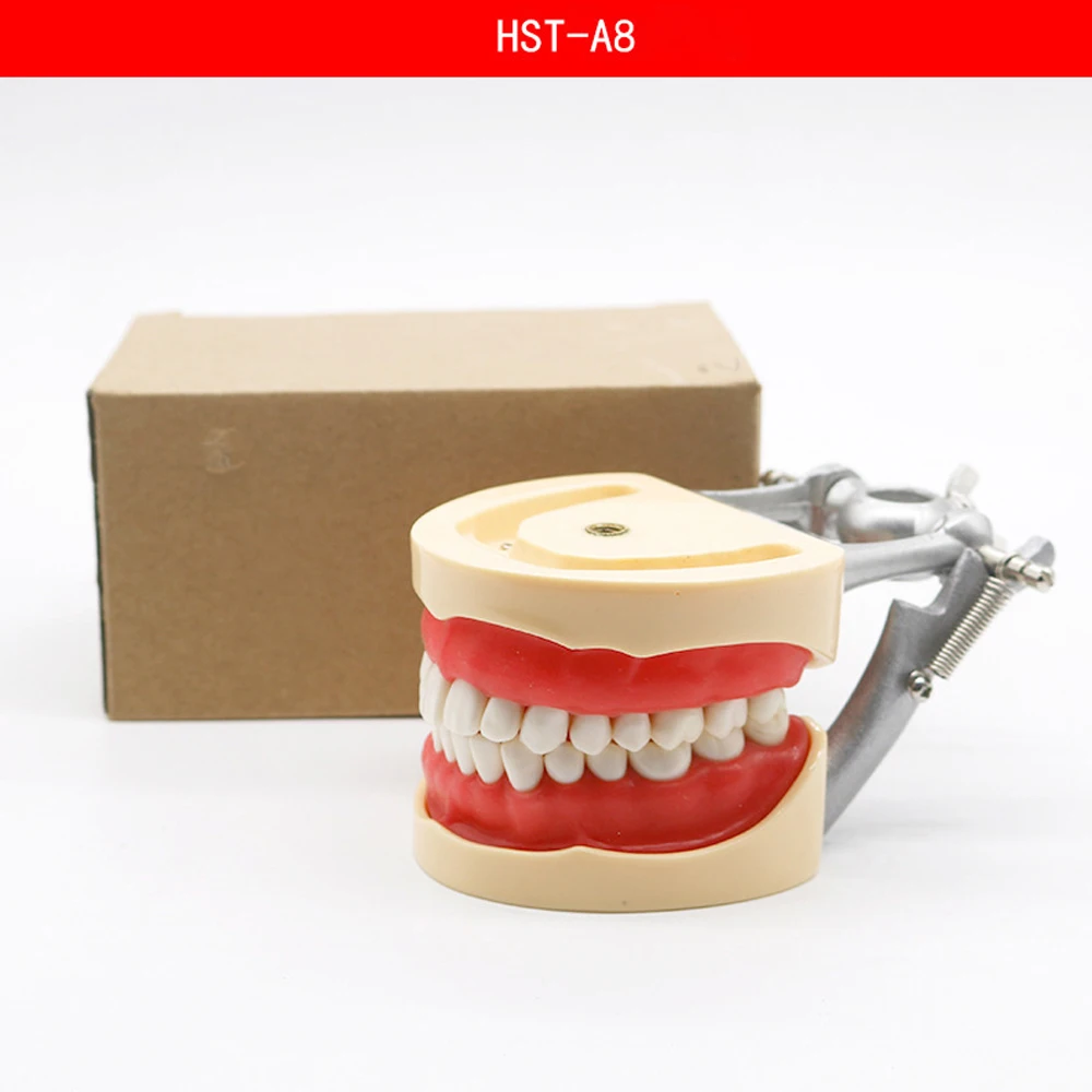 Dental Teeth Model Implant with Removable Dental Education Model for Dentistry Laboratory Demonstration Teaching