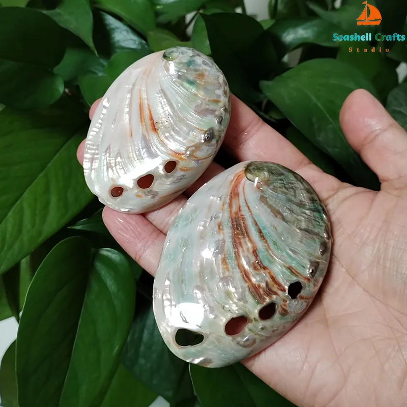 2 PC Polished Red Baby Paua Abalone Shell Home Décor and to Gift Hand Selected 100% Natural Shell  8-9CM