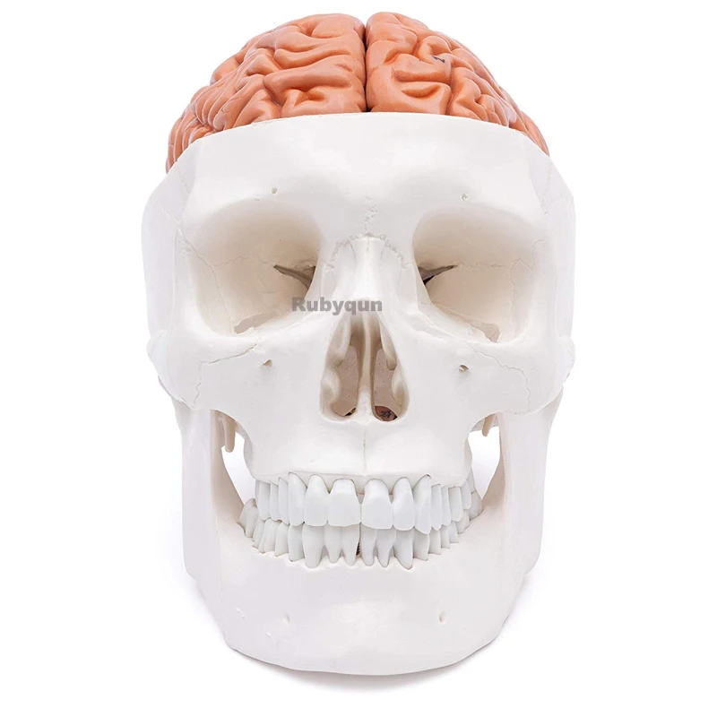 Human Head Skull with Brain Anatomy Model Medical Science Teaching Resources Dropshipping