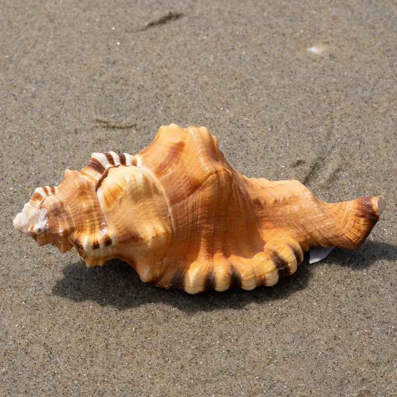 Black-spotted Bath Triton Sea Shell Cymatium Lotorium Natural Yellow-orange Shell Conch Specimen Fish Tank DIY Photography Props