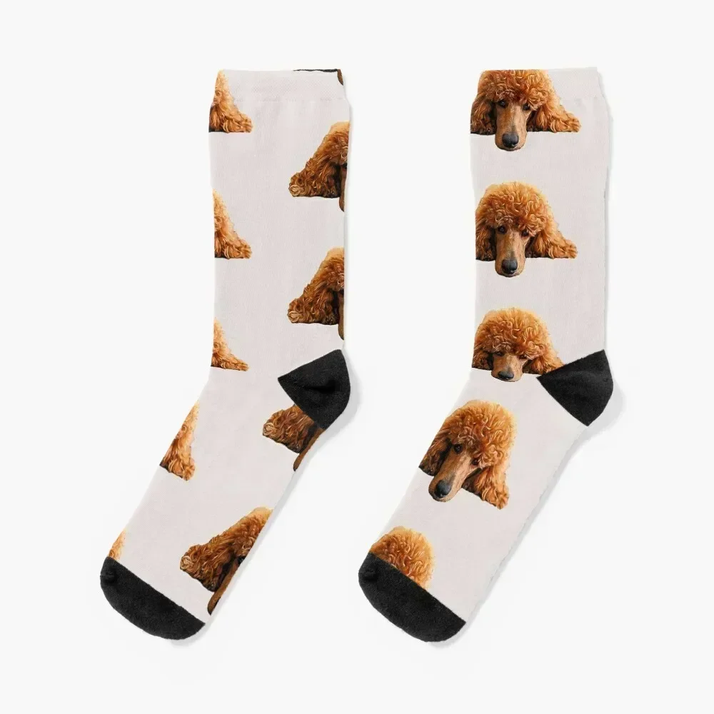 Poodle Gorgeous Poodle Face / Head Socks short kawaii warm winter men cotton high quality Socks For Men Women's