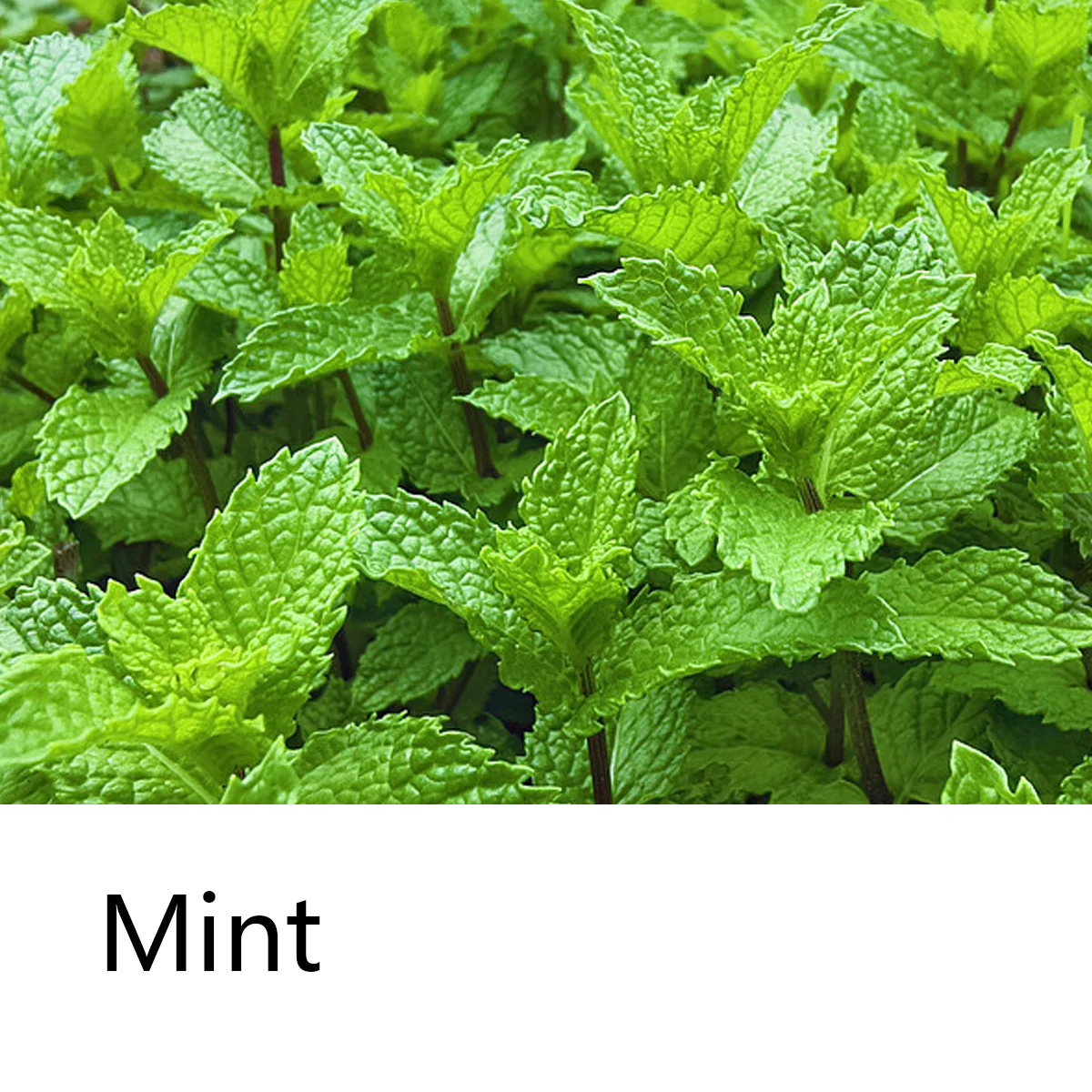 Mint Cool Shampoo Soap Bar, Pl - Hair Care Pantene recensie en prijs