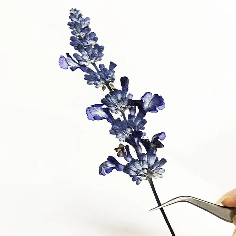 60pcs Dried Pressed Salvia Japonica Flower Plant Herbarium For Jewelry Photo Frame Scrapbooking Bookmark Craft DIY Making