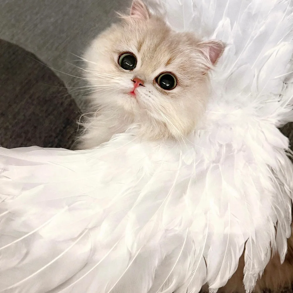 Pet Cat Wing Accessories,Simulated Feather Wings For Photographing- Cosplay,Pet Party Costume Soft Feather Design,Gifts For Cat