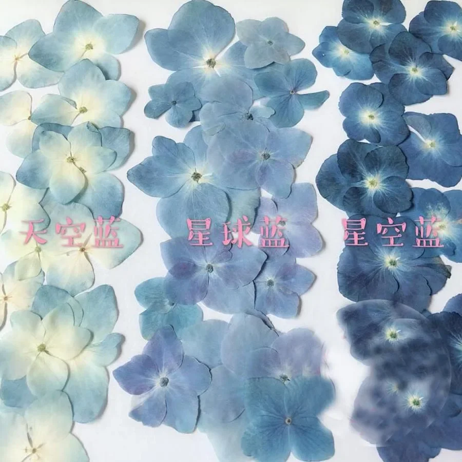 120pcs Pressed Blue Series Dried Hydrangea Macrophylla Flower Plants Herbarium For Jewelry Phone Case Bookmark Making DIY