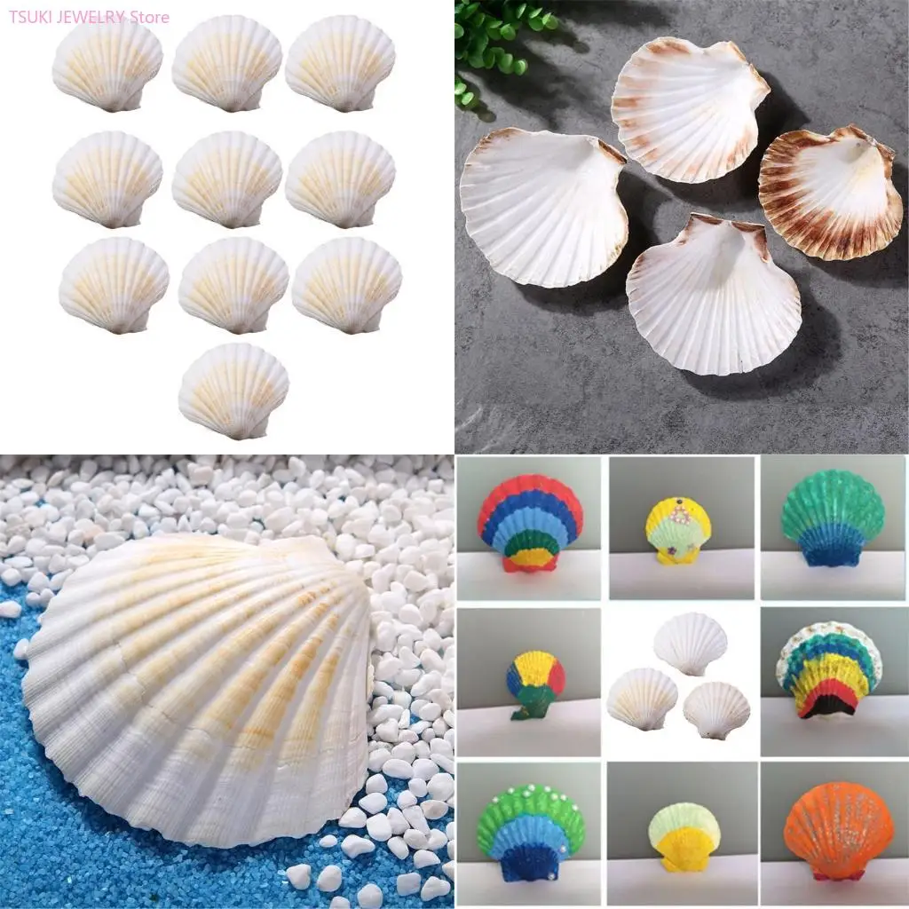 

62KE Natural Scallops Shells Pack of 10 for Handmade Pendants and Beach Decoration