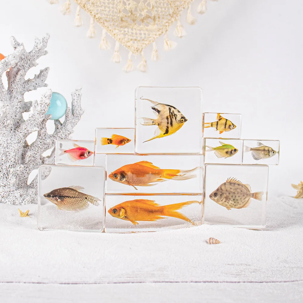 

Collection of resin specimens of tropical fish,Ocean Specimen Ornaments: Crab & Starfish Display