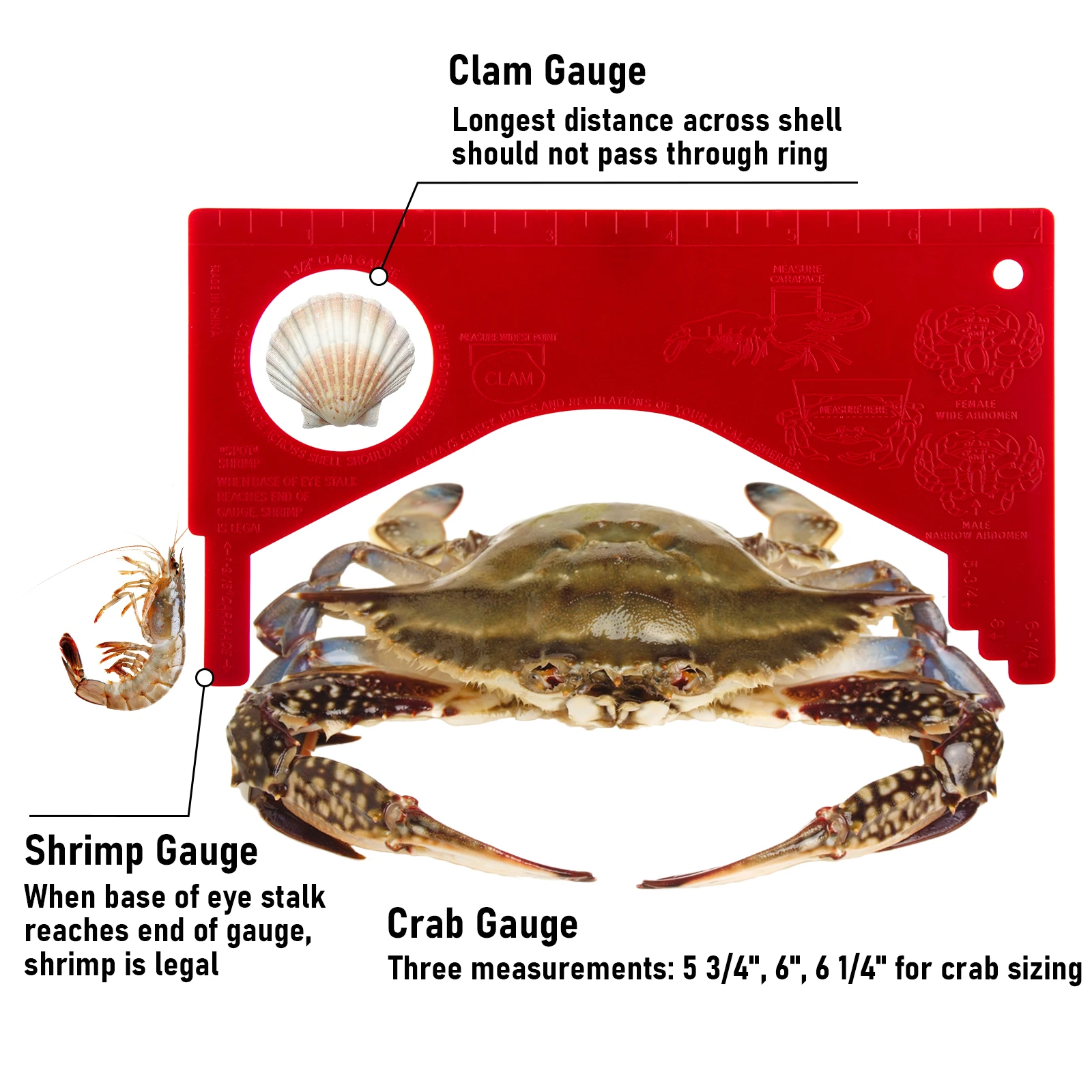 Medidor de cangrejo y langosta aluminio resistente PVC – Para mariscos - imagen 2