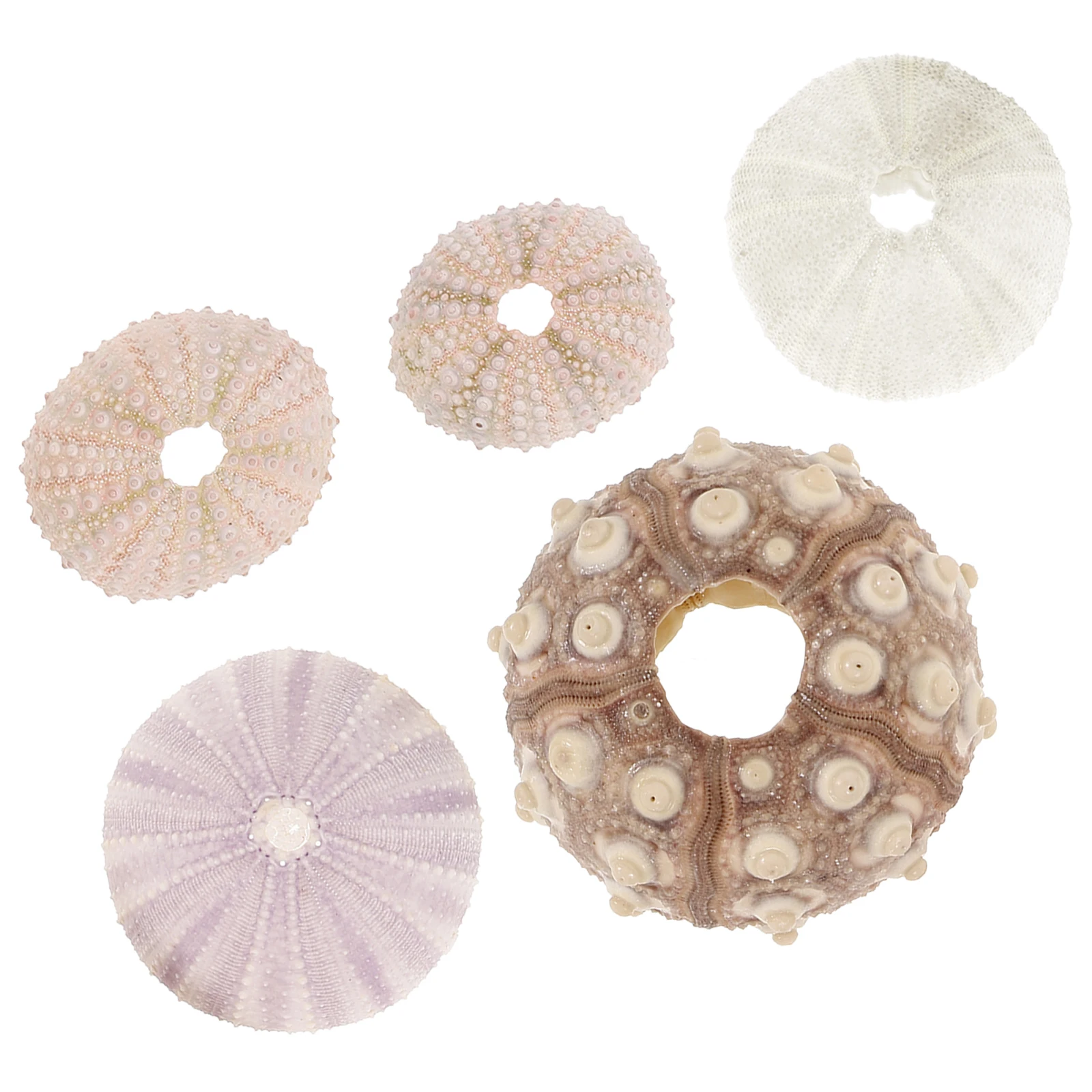 

5pcs Sea Shell Specimen Pots Natural Air Plant Planter Decorative Shells Home Tabletop Craft Accessories Hanging Seashell