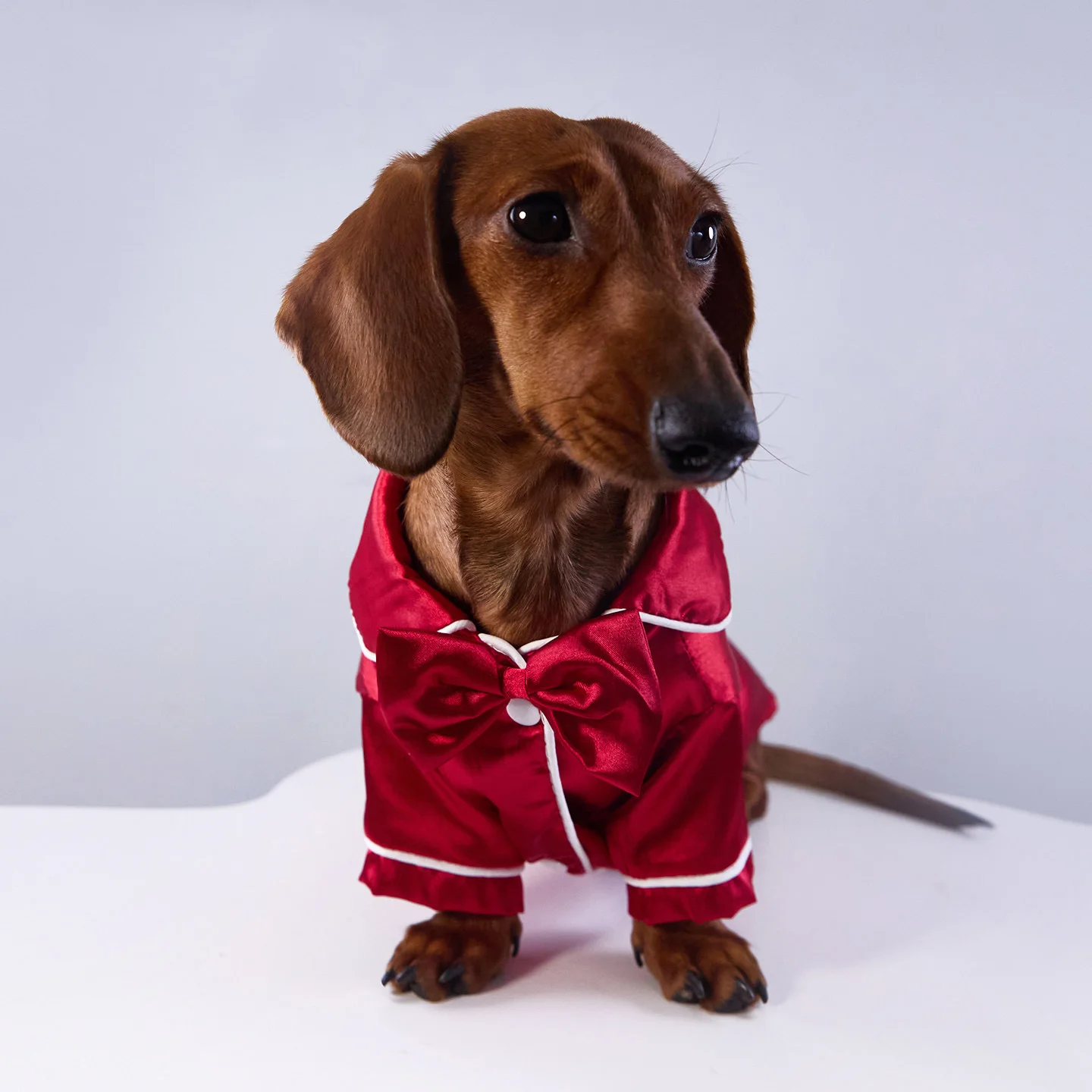 Monos de seda para perros pequeños y medianos Badger, Dachshund - imagen 5