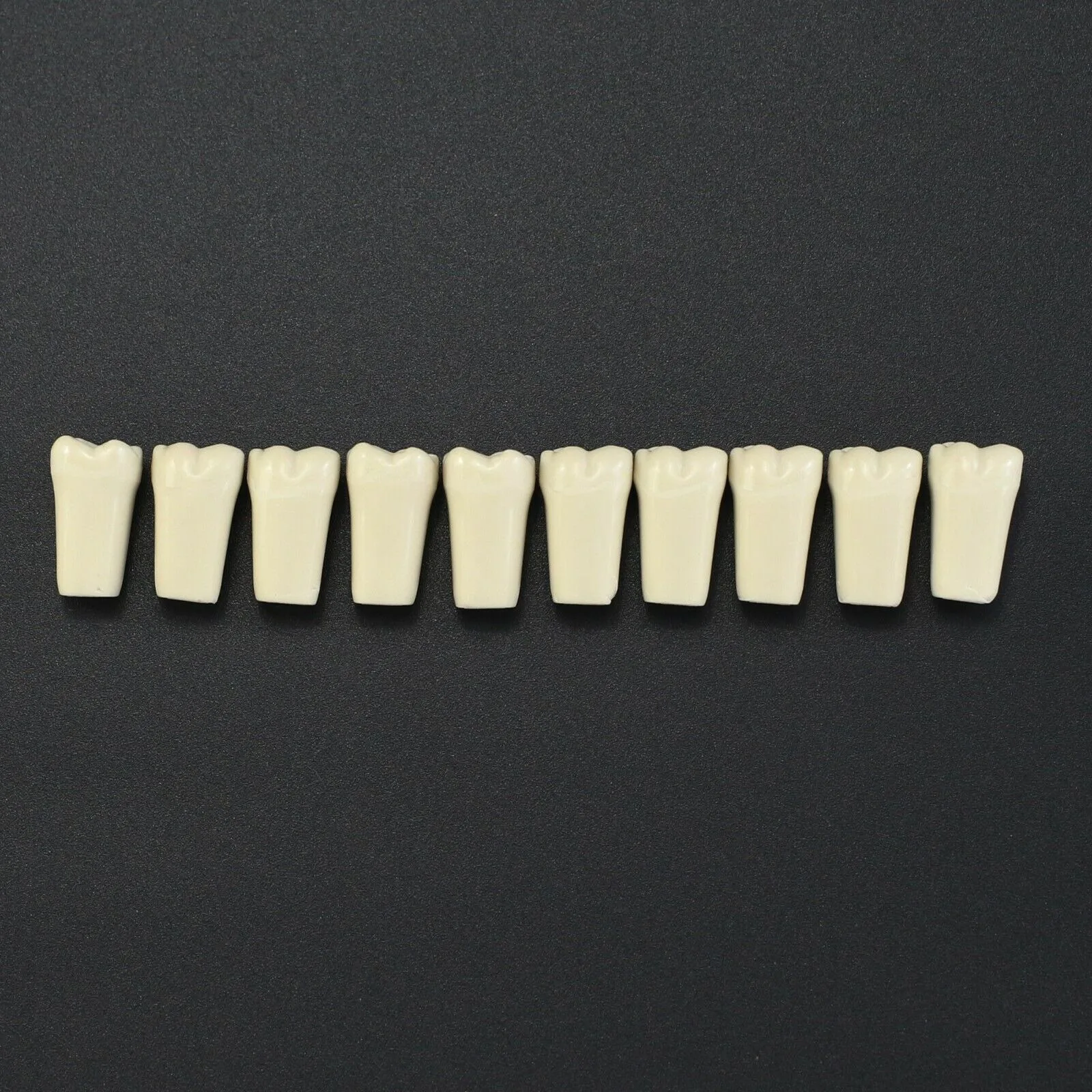 10pcs/lot Individual Replacement Teeth Fit Columbia 860 Teeth Typodont Model