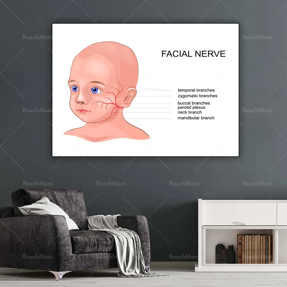 Facial neuritis anatomy engraving in children vector image, paediatric office decoration doctor gift typographic poster