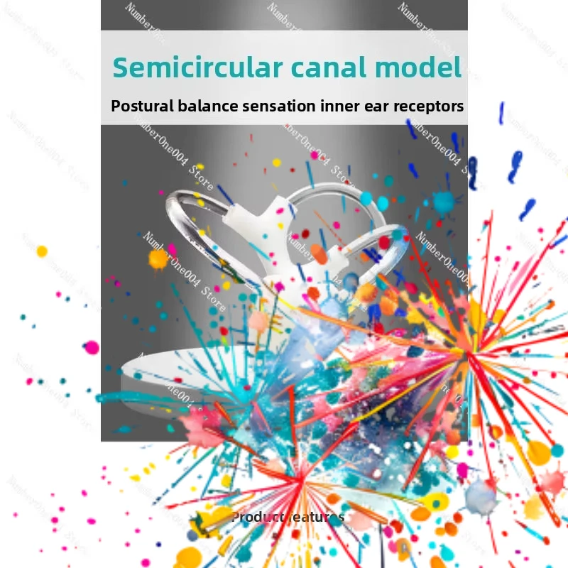 Semicircular Canal Model with Otoconia Inner Ear Anatomy Vestibular Rehab Teaching Aid
