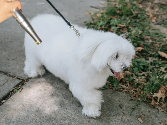 

Vet-Recommended Cold Laser for Intervertebral Disc Disease (IVDD) Dogs Non-Surgical Support Home Care Device