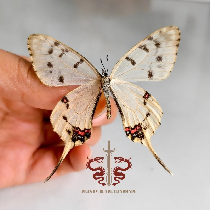 Butterfly ornament Sericinus montela, 1pc wings spread A1/A- high quality, Decorative Display Collection Gifts