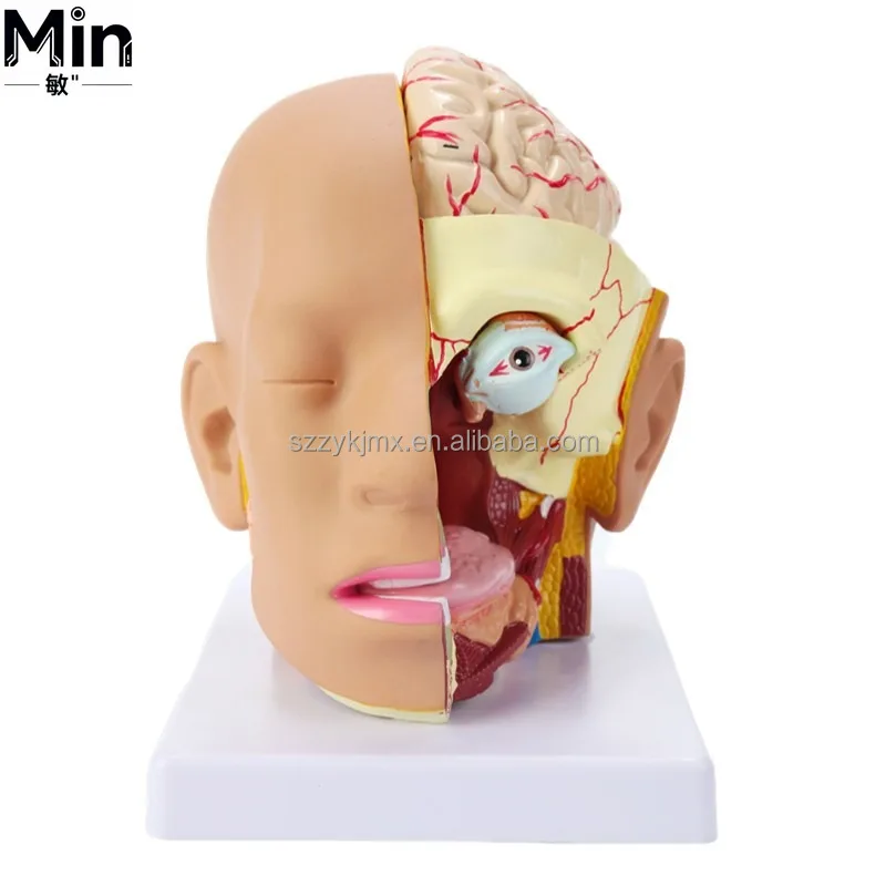 Human Head Anatomical Model with 4 Detachable Parts Medical Science Teaching Aid for School Laboratory Education Equipment