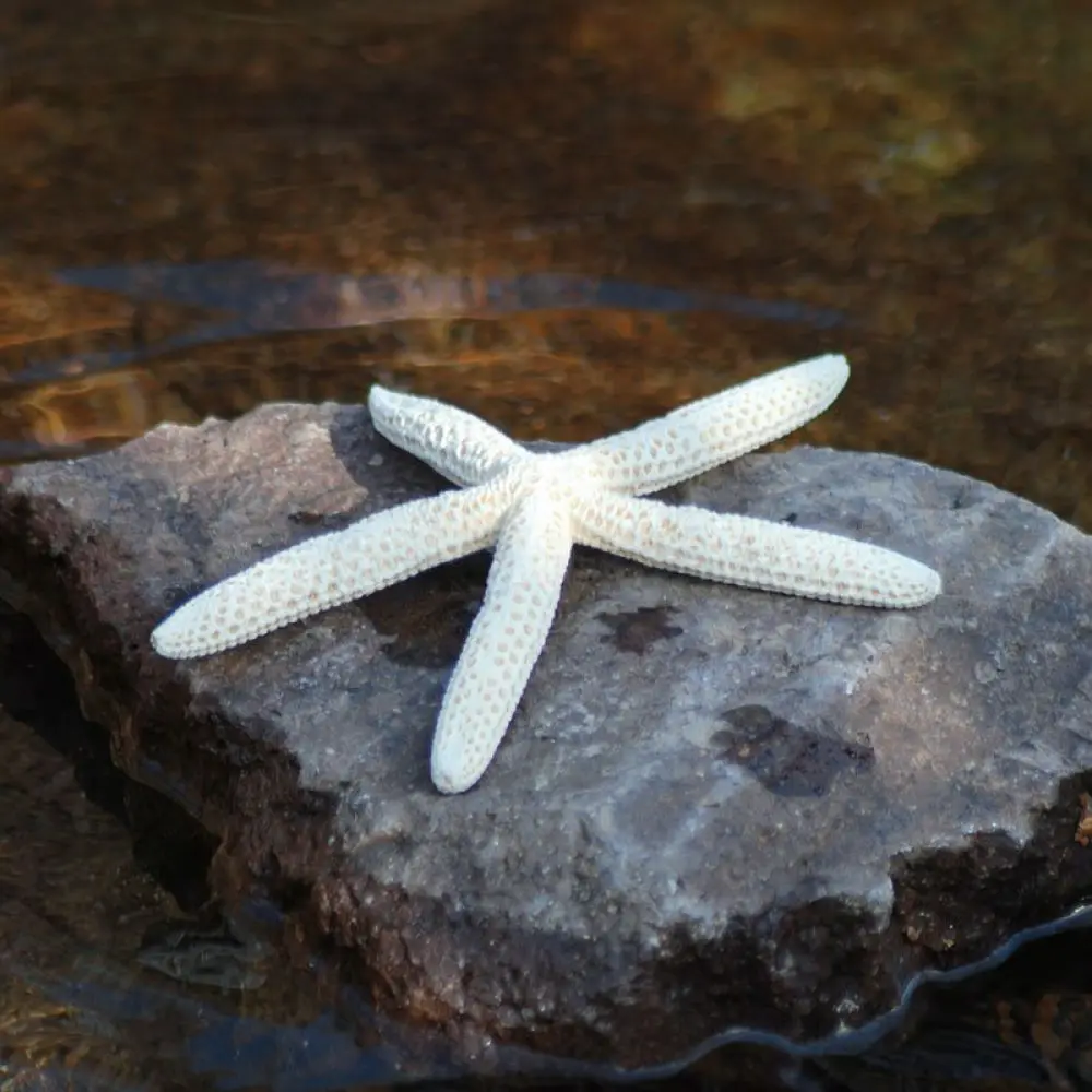 Natural Sea Urchin Skeleton Craft For For Zhuolangge Unique Home Ornament Succulent Air Plant Holder Aquarium Decorative Piece