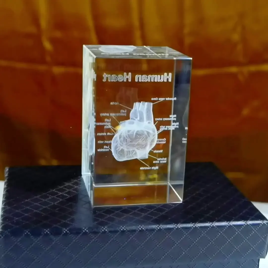 3D Crystal Human Heart Anatomy Model Laser Engraved Medical Teaching Tool Scientific Gift for Doctors Crystal Heart Model