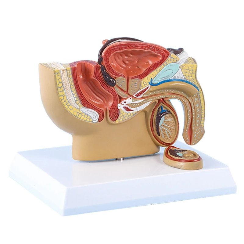 1:2 Male Pelvic Sagittal Section Testicular Prostate Bladder Rectal Urinary System Model